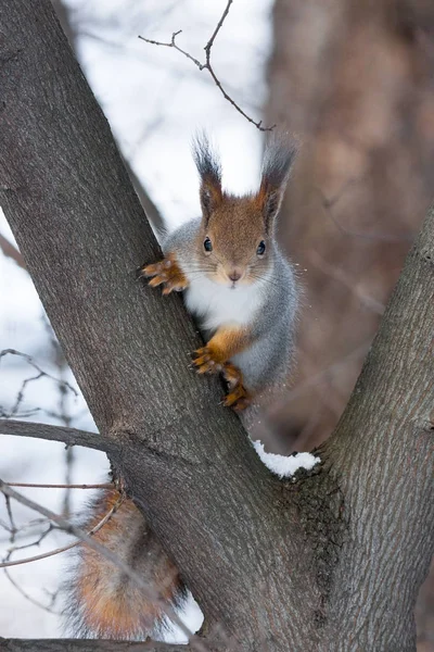 Ardilla en un árbol — Foto de Stock