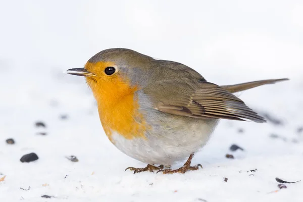 Robin on a branch — Stock Photo, Image