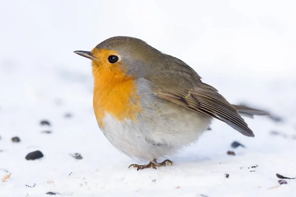 Robin em um ramo — Fotografia de Stock