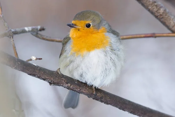 Robin on a branch — Stock Photo, Image