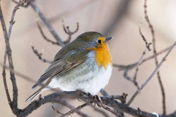 Robin em um ramo — Fotografia de Stock