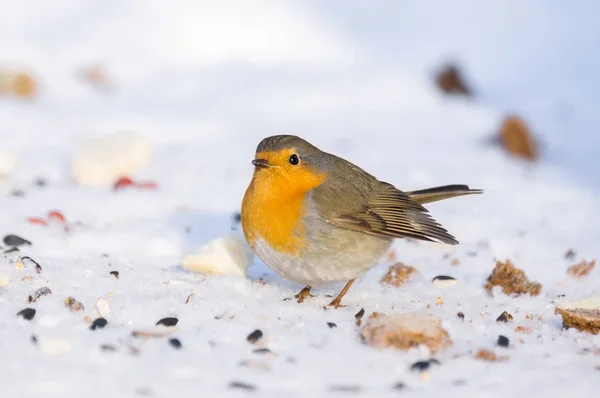 Robin em um ramo — Fotografia de Stock