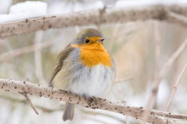 Robin bir dalda