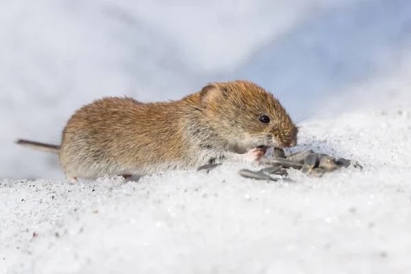 Ratón en la nieve — Foto de Stock