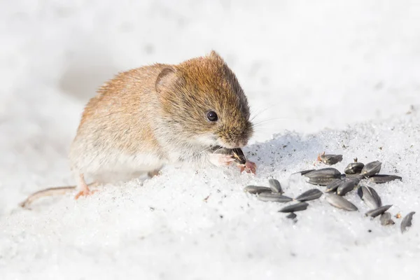 Rato na neve — Fotografia de Stock