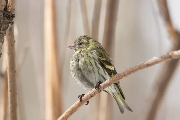 Siskin na neve — Fotografia de Stock