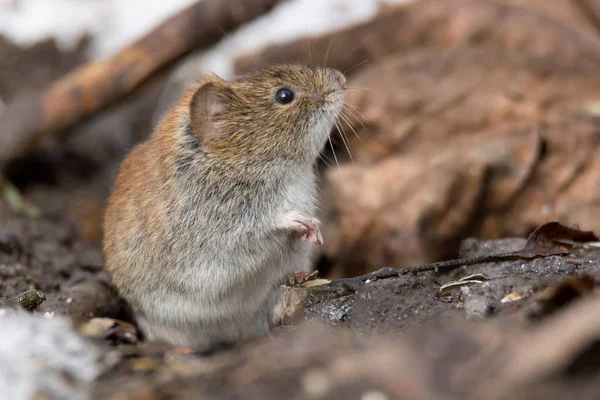 mouse in the snow