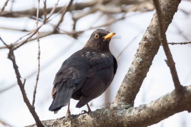 Blackbird ağaç