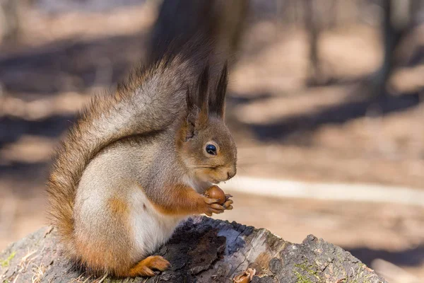 Squirrel on a tree — Stock Photo, Image