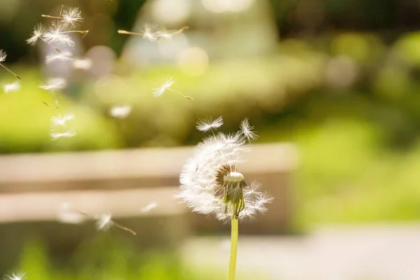 Paardebloem vliegen weg in de wind — Stockfoto