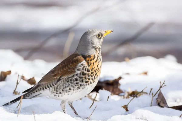 Snowbird dans la neige — Photo