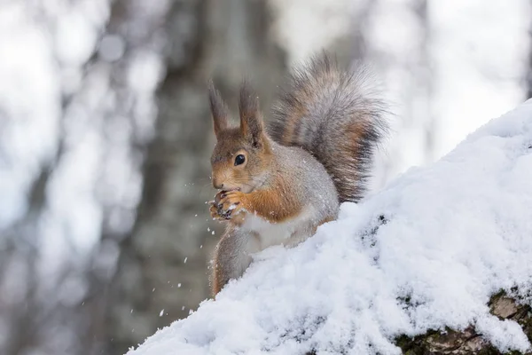 Eichhörnchen auf einem Baum — Stockfoto