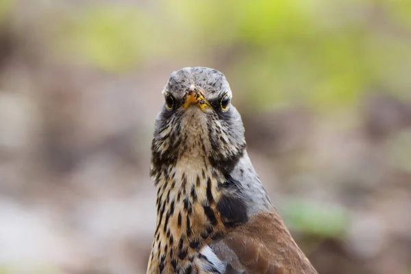 Merel rowan op een tak — Stockfoto