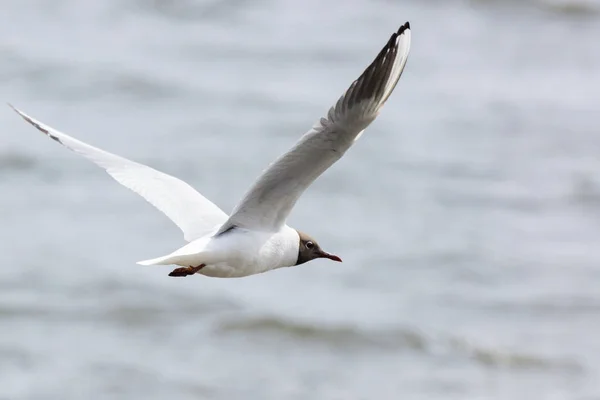 Gull flying above the water — Stock Photo, Image