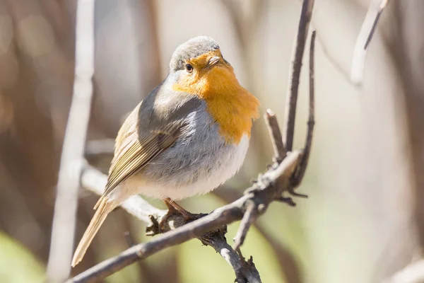 Robin en una rama —  Fotos de Stock