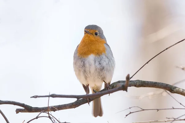 Robin on a branch — Stock Photo, Image