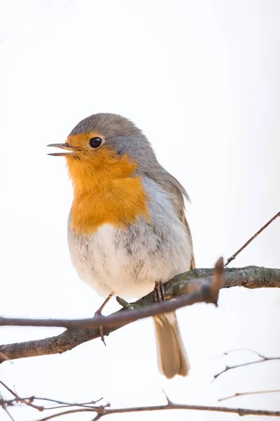 Robin en una rama —  Fotos de Stock