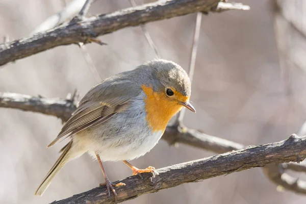 Robin on a branch — Stock Photo, Image