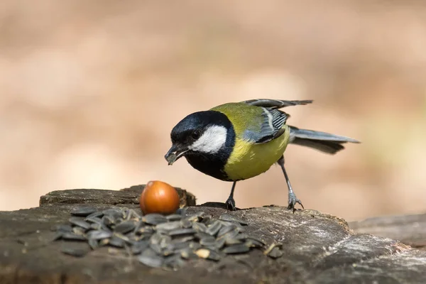 Tit sur une branche — Photo