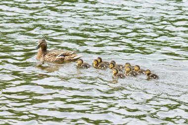 havuzda ducklings ile ördek