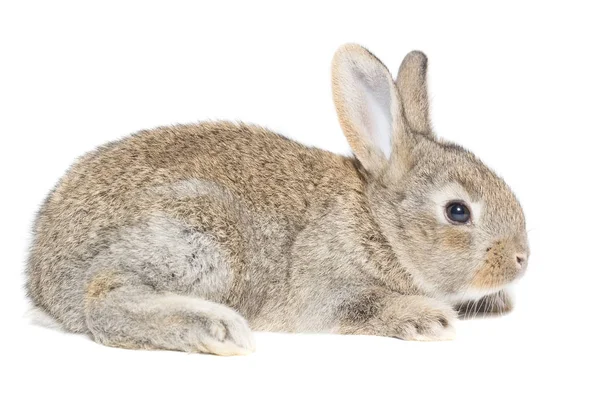 Conejo sobre fondo blanco — Foto de Stock