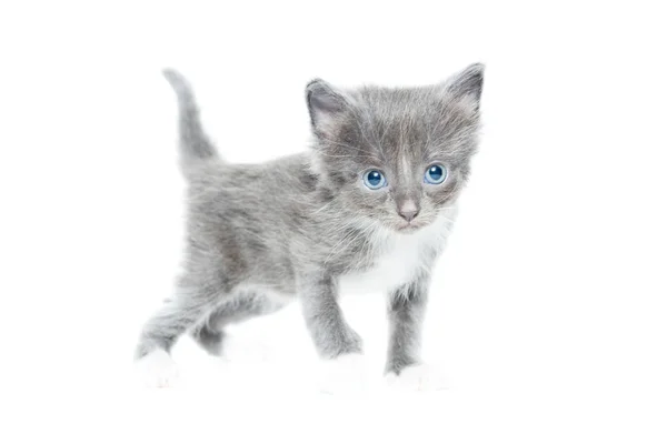 Kitten on a white background Stock Image