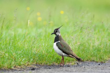  lapwing on the grass clipart