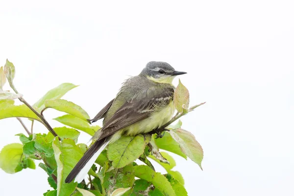 Wagtail on a branch — Stock Photo, Image