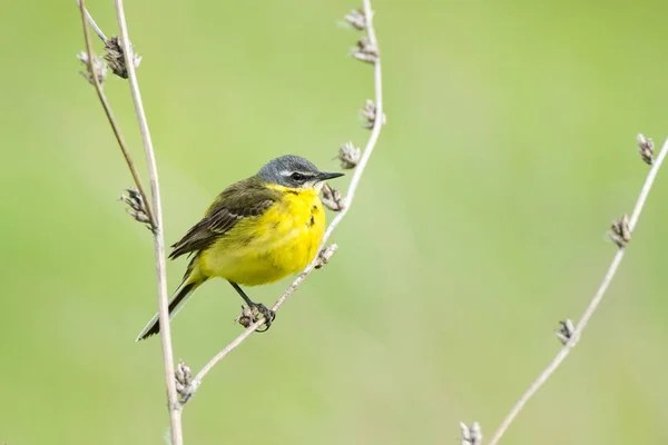 Sädesärla på en gren — Stockfoto