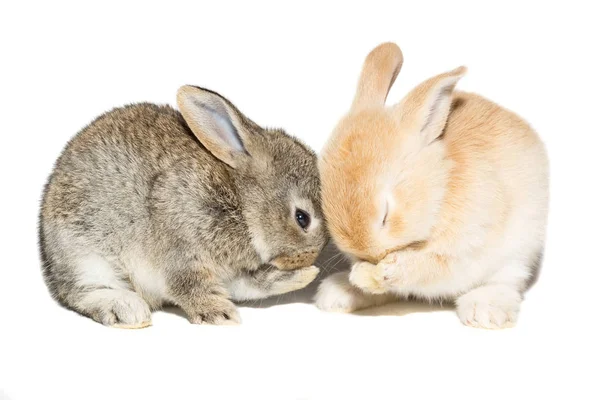 Konijn op een witte achtergrond — Stockfoto