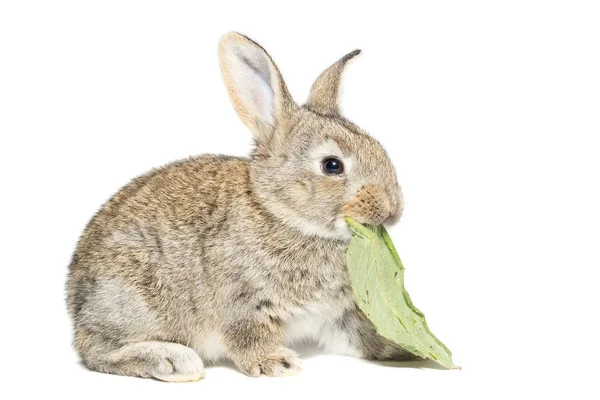Kanin på en vit bakgrund — Stockfoto