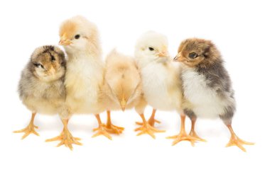 Beyaz arka plan üzerinde beş tavuk