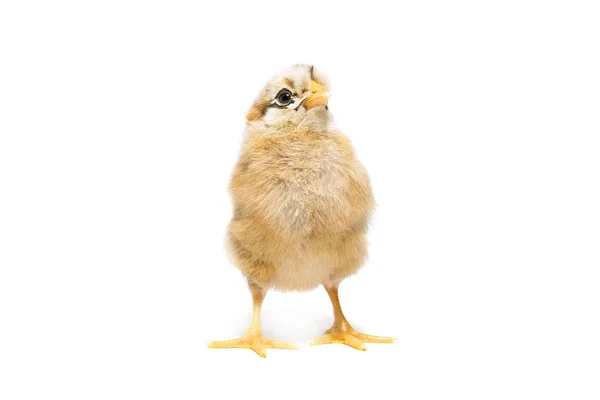 Beyaz arkaplanda tavuk — Stok fotoğraf