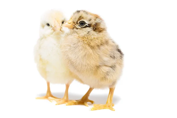 Dos pollos sobre fondo blanco — Foto de Stock