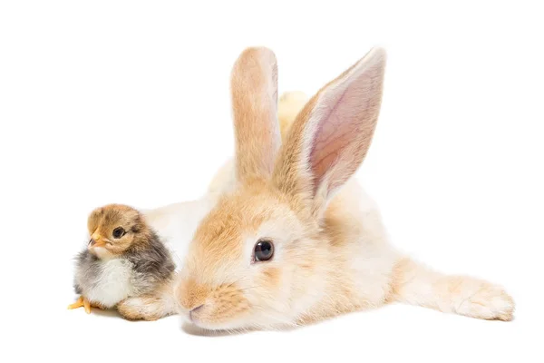 Conejo y pollo — Foto de Stock