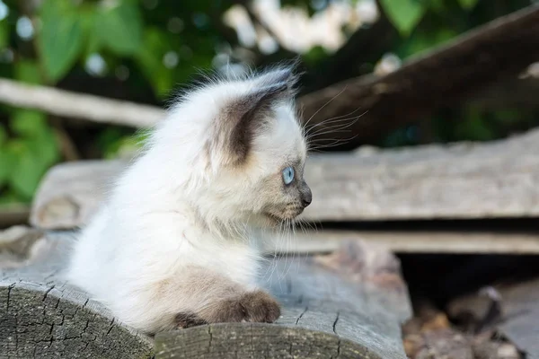 Gatinho no tabuleiro — Fotografia de Stock