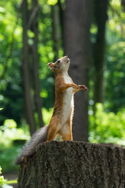 Eichhörnchen steht auf den Hinterbeinen — Stockfoto