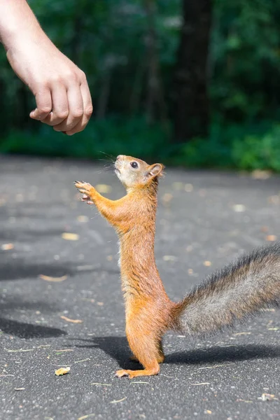 Écureuil se tient sur ses pattes arrière — Photo
