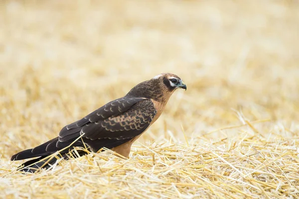 Circus pygargus op het tarweveld — Stockfoto