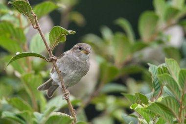 Passer domesticus dal