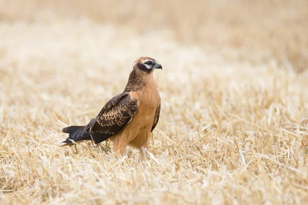 Circus pygargus op het tarweveld — Stockfoto