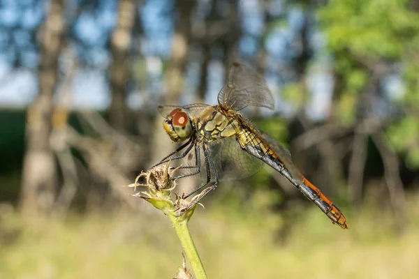 Libellule sur l'herbe — Photo