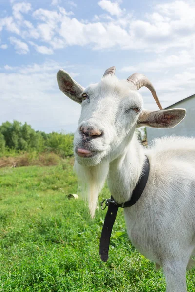 Ziege auf dem Gras — Stockfoto