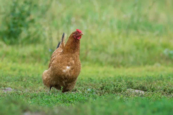 De kip wordt uitgevoerd op het gras — Stockfoto