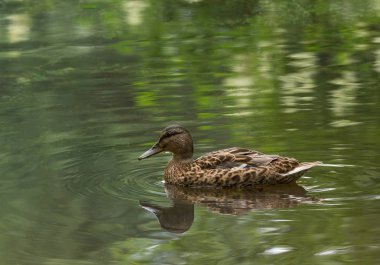 güzel ördek gölet