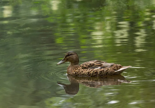 güzel ördek gölet