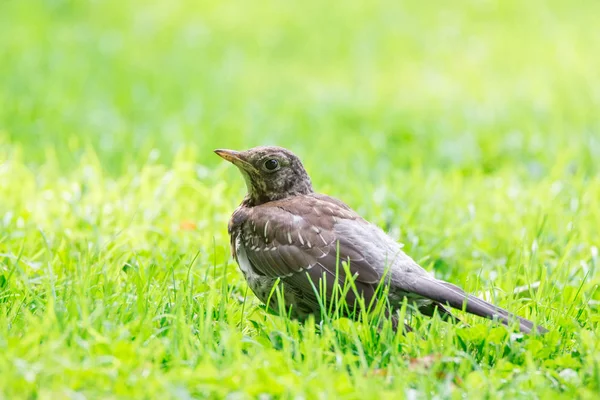 Thrush grasslander on the grass — Stock Photo, Image