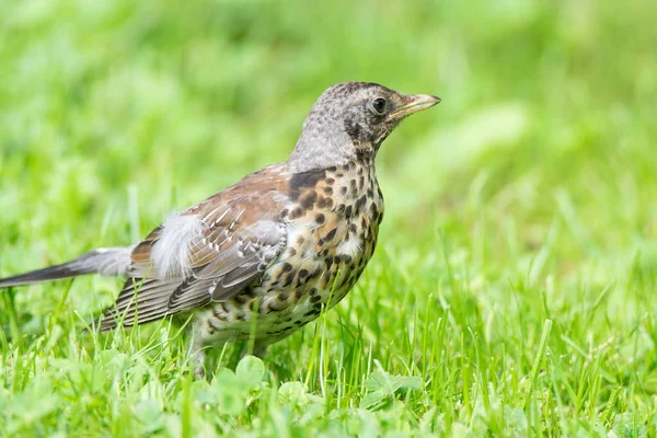 Ardıç grasslander çim