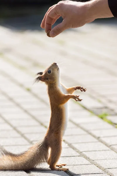 Esquilo em um ramo — Fotografia de Stock