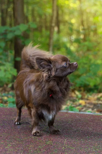 Kleine hond liggend op het gras — Stockfoto